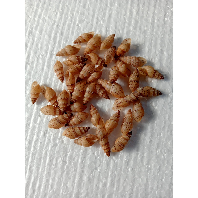Craft Supply40 PCs Mangrove Sea Snail Shellvery Nice 4