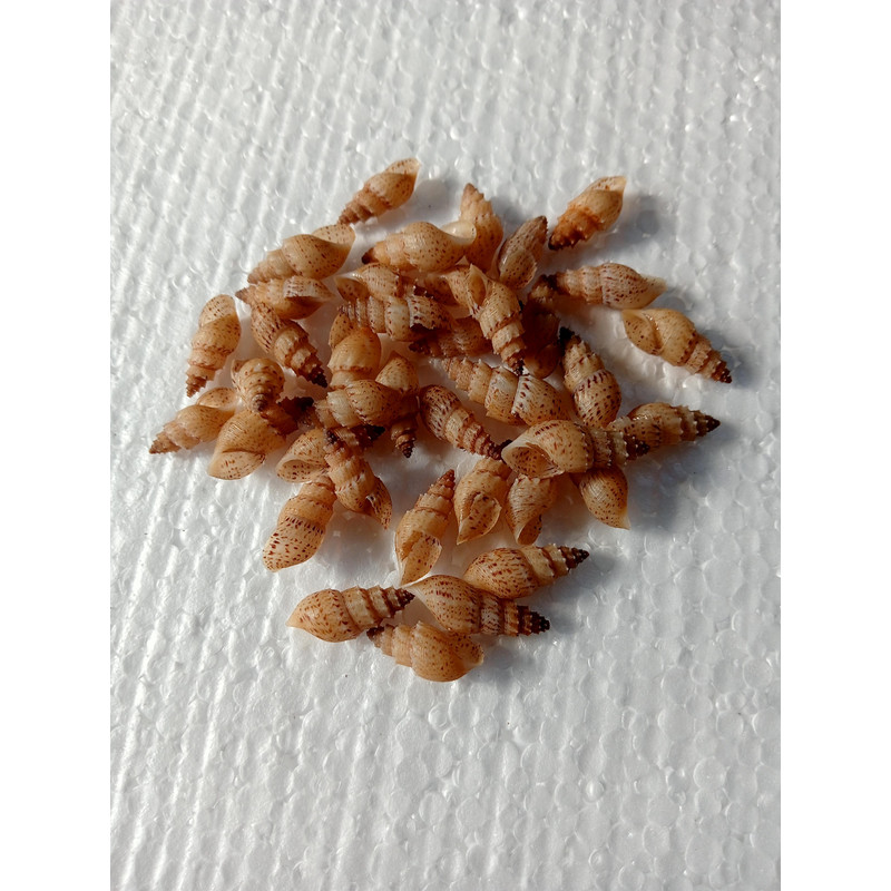 Craft Supply40 PCs Mangrove Sea Snail Shellvery Nice 5