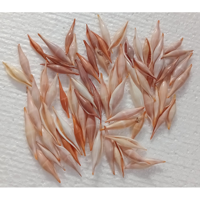 Craft Shell Supplyvolva Shells 68 PCs Shellsvery Good For Crafting 0