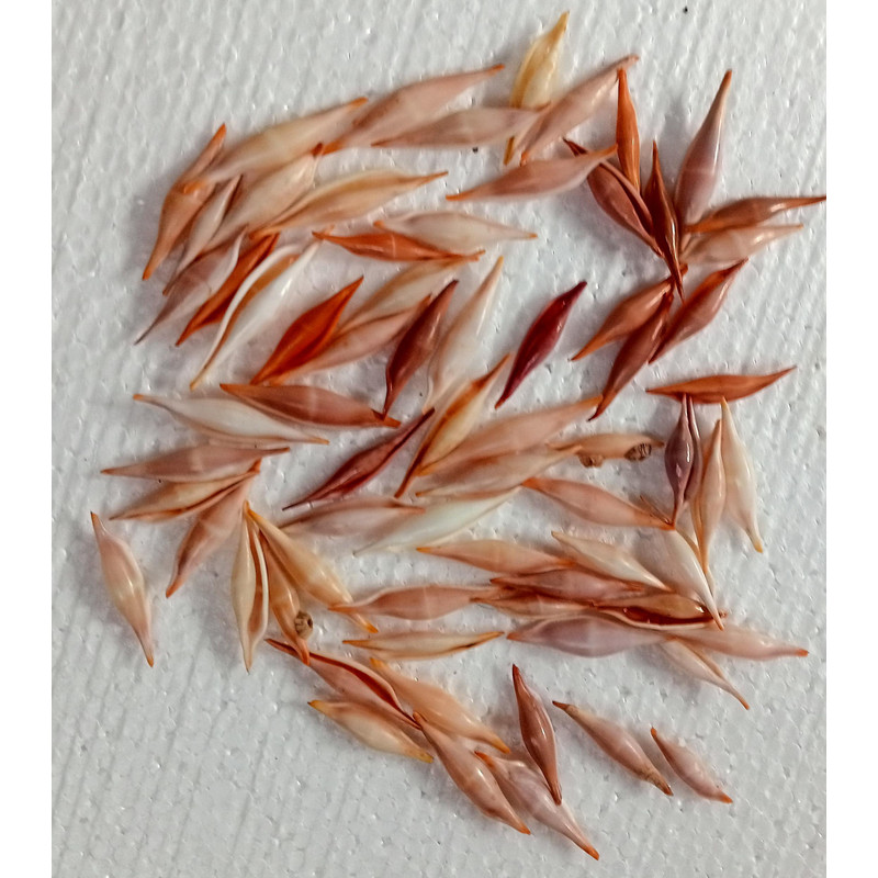 Craft Shell Supplyvolva Shells 68 PCs Shellsvery Good For Crafting 1