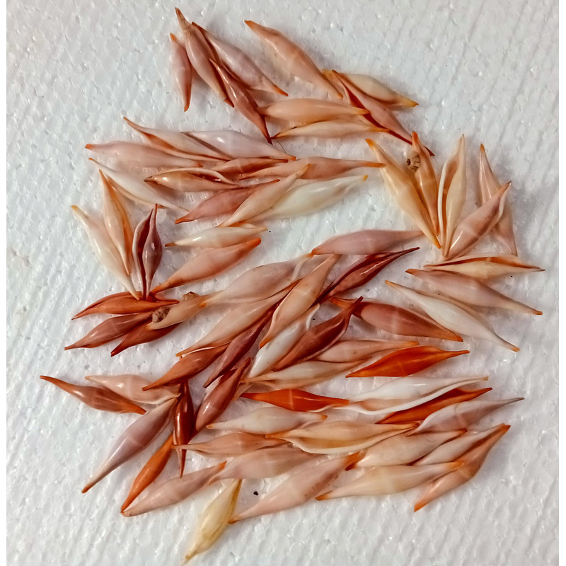 Craft Shell Supplyvolva Shells 68 PCs Shellsvery Good For Crafting 2