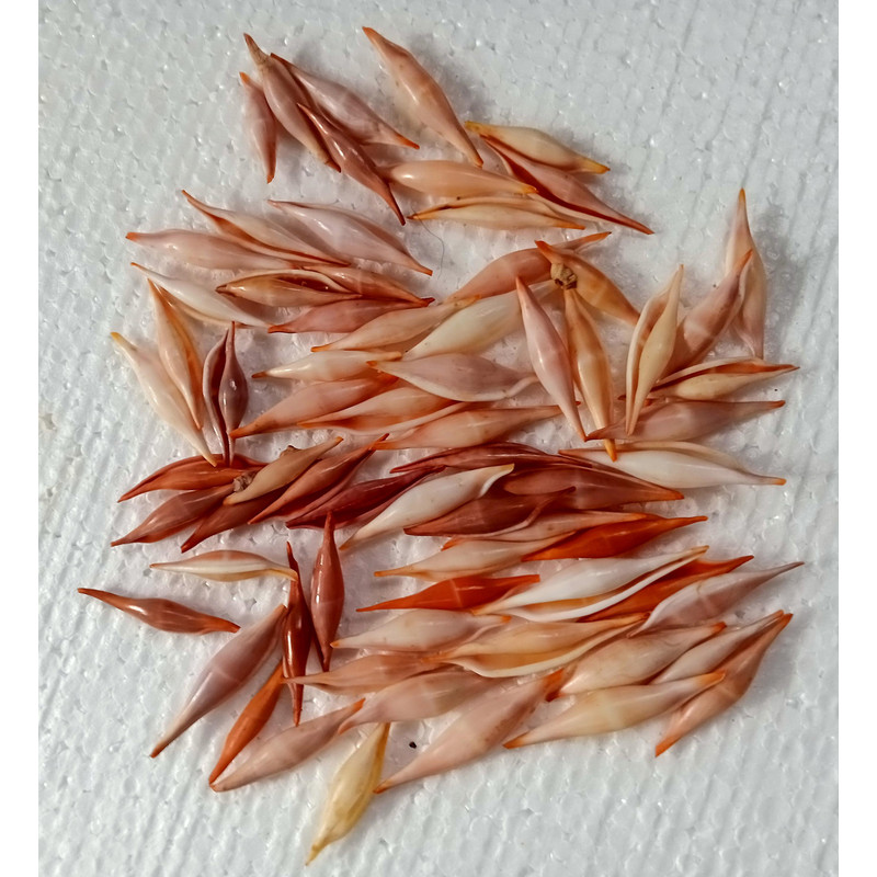 Craft Shell Supplyvolva Shells 68 PCs Shellsvery Good For Crafting 3