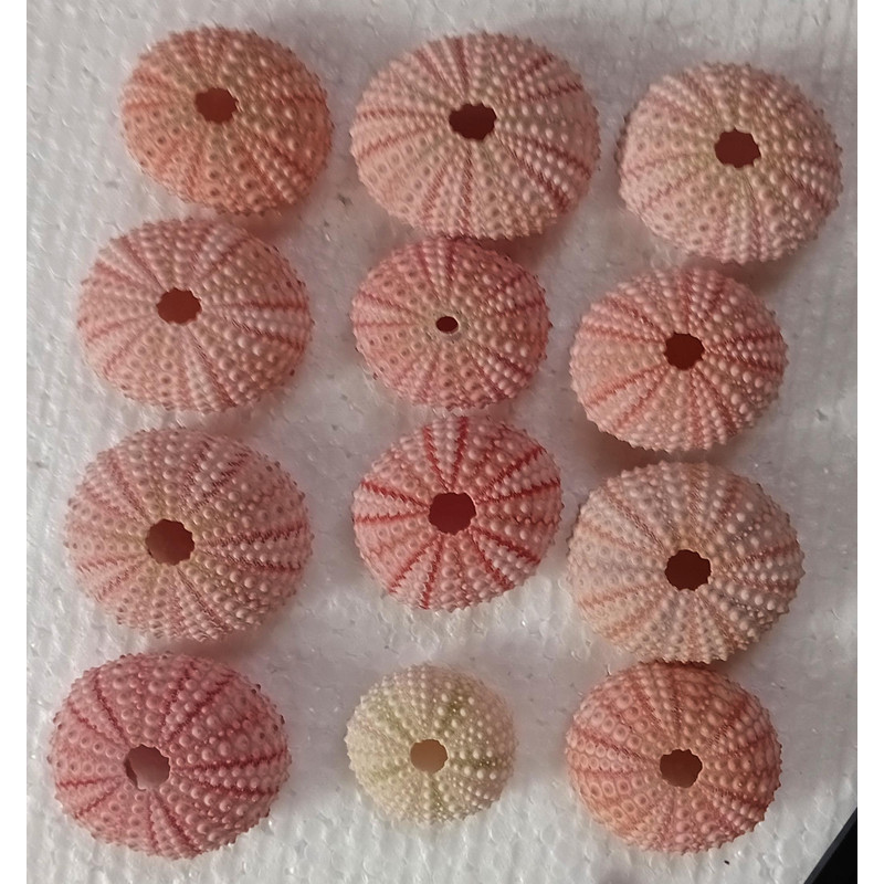 Craft Suppliespink Sea Urchinsize 3652 Mm12 PCs Sea Urchin 0