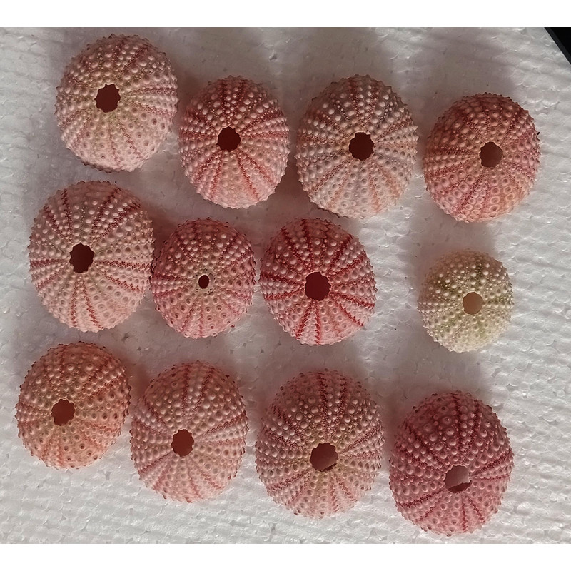 Craft Suppliespink Sea Urchinsize 3652 Mm12 PCs Sea Urchin 1