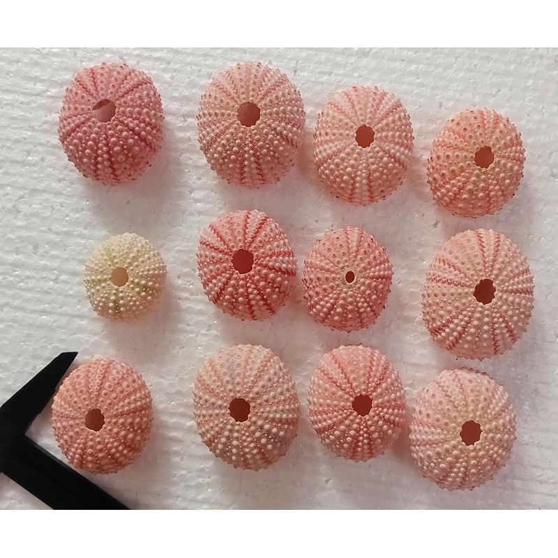 Craft Suppliespink Sea Urchinsize 3652 Mm12 PCs Sea Urchin 2