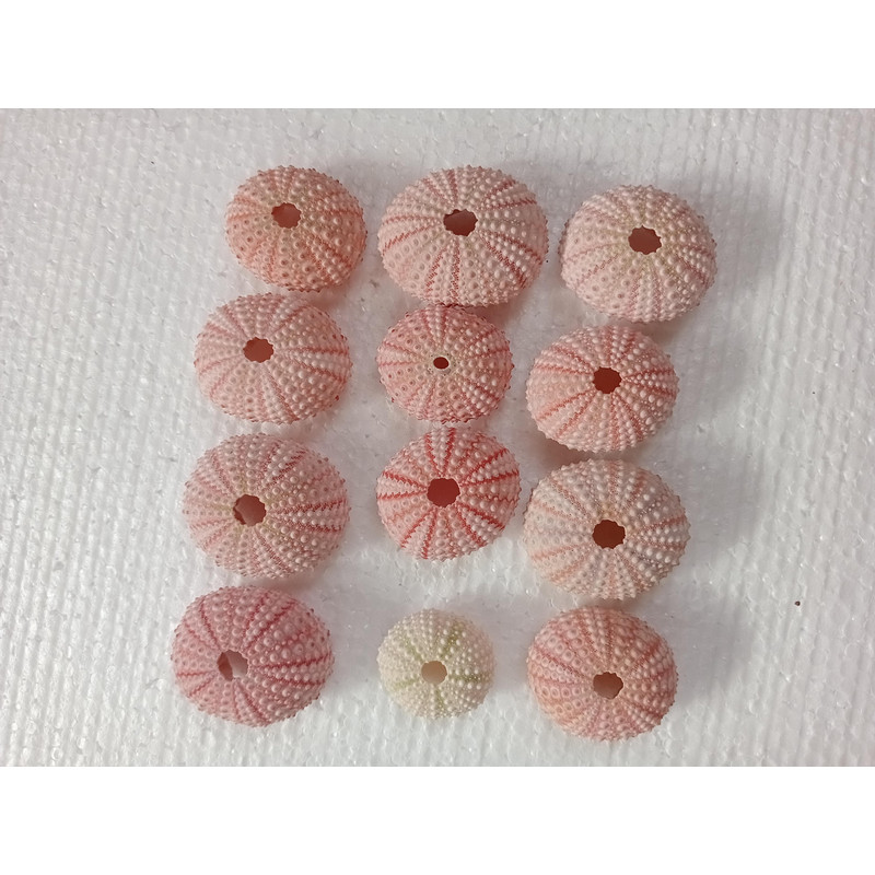 Craft Suppliespink Sea Urchinsize 3652 Mm12 PCs Sea Urchin 3