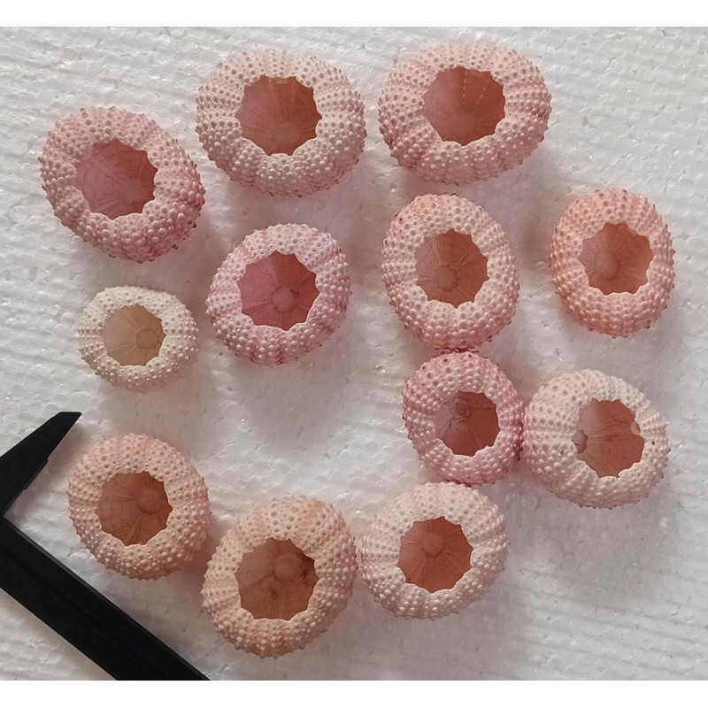 Craft Suppliespink Sea Urchinsize 3652 Mm12 PCs Sea Urchin 4