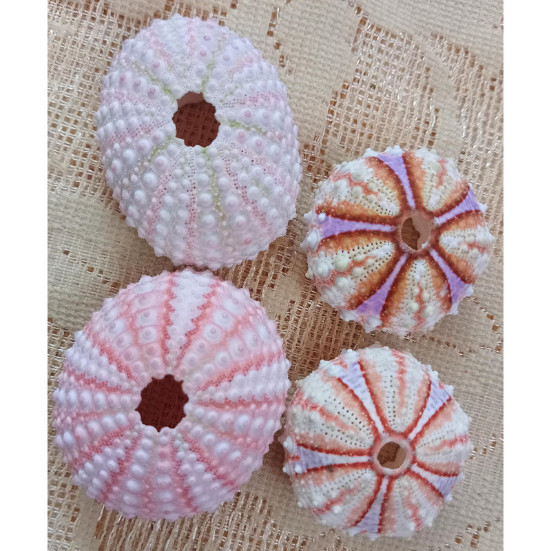 Craft Suppliessea Urchin Pinkwhat You SeE Is What You Get4 PCs Sea Urchin 0