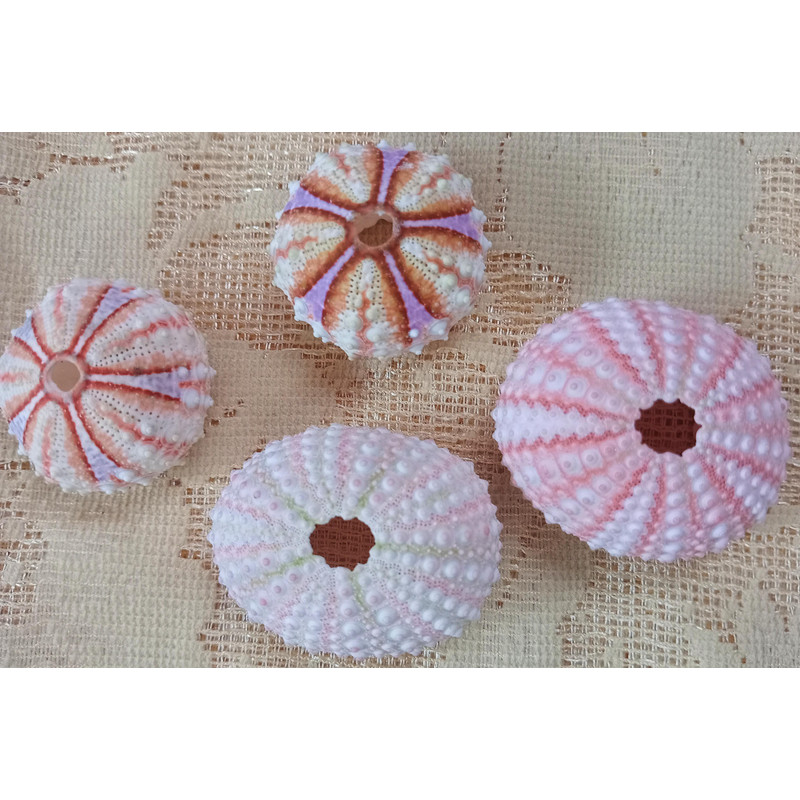 Craft Suppliessea Urchin Pinkwhat You SeE Is What You Get4 PCs Sea Urchin 1