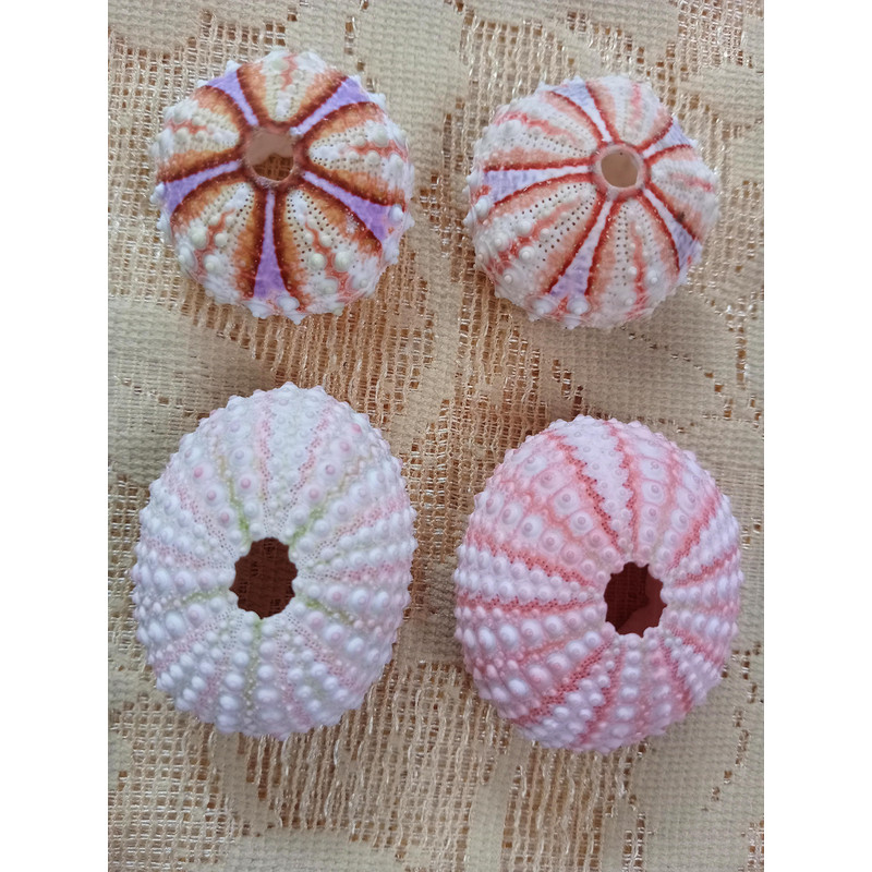 Craft Suppliessea Urchin Pinkwhat You SeE Is What You Get4 PCs Sea Urchin 2