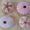 Craft Suppliessea Urchin Pinkwhat You SeE Is What You Get4 PCs Sea Urchin 3