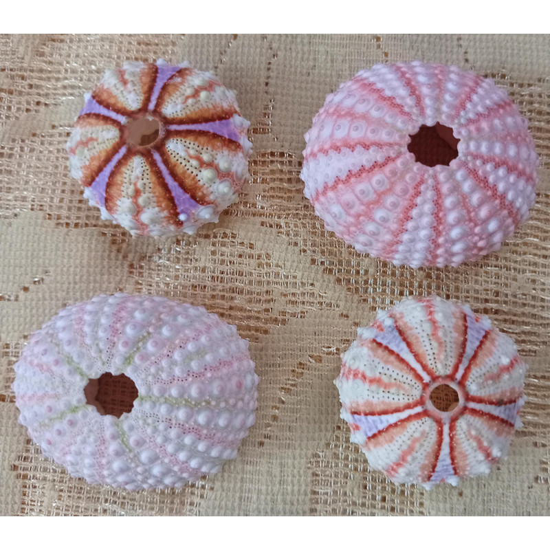 Craft Suppliessea Urchin Pinkwhat You SeE Is What You Get4 PCs Sea Urchin 3