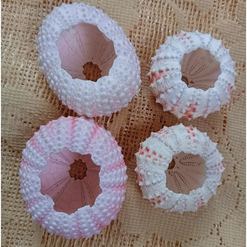 Craft Suppliessea Urchin Pinkwhat You SeE Is What You Get4 PCs Sea Urchin 4
