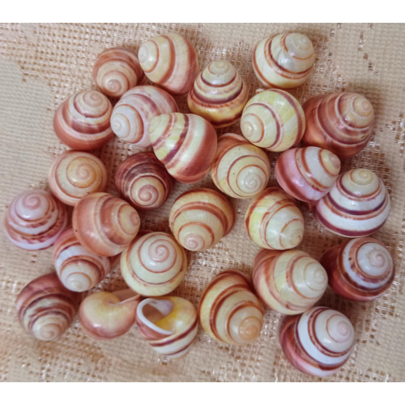 Craft Suppliesland Snail Shellssize 2224 Mm27 PCs Shells 0