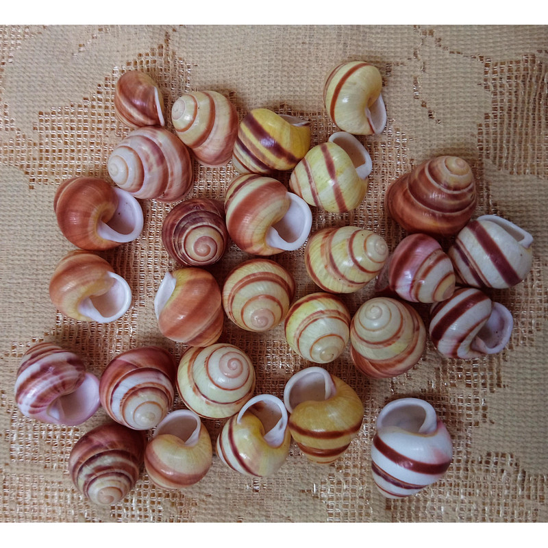 Craft Suppliesland Snail Shellssize 2224 Mm27 PCs Shells 1