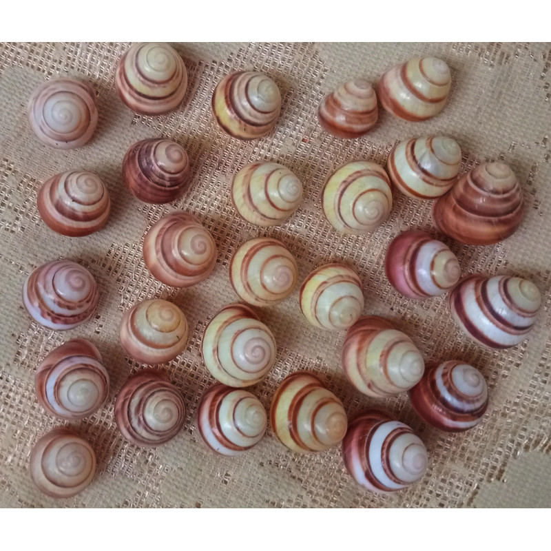 Craft Suppliesland Snail Shellssize 2224 Mm27 PCs Shells 2