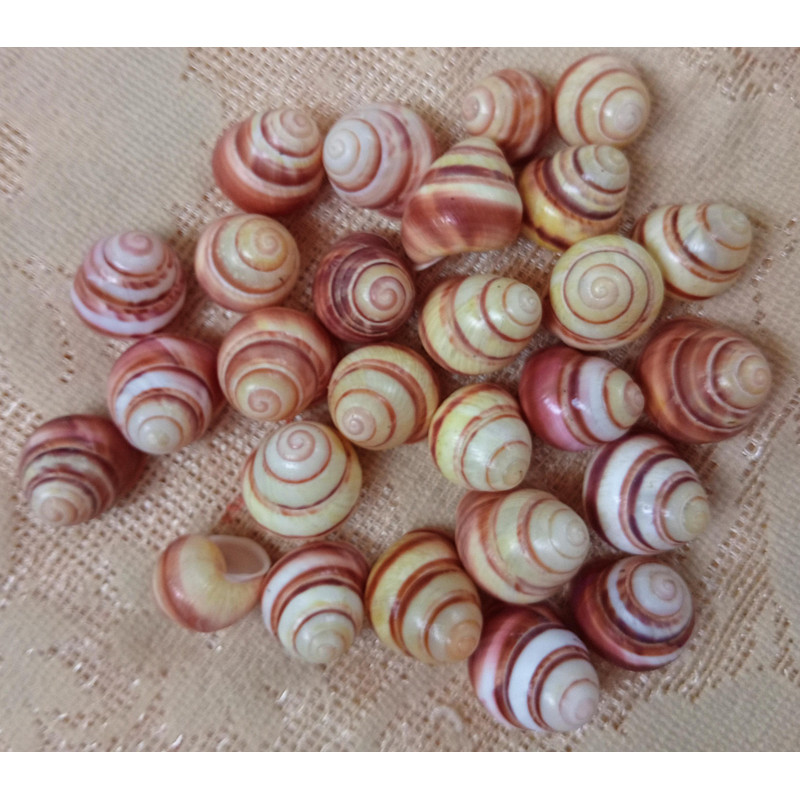 Craft Suppliesland Snail Shellssize 2224 Mm27 PCs Shells 3