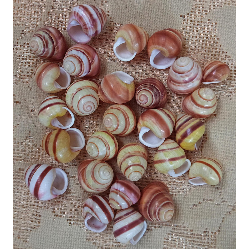 Craft Suppliesland Snail Shellssize 2224 Mm27 PCs Shells 4