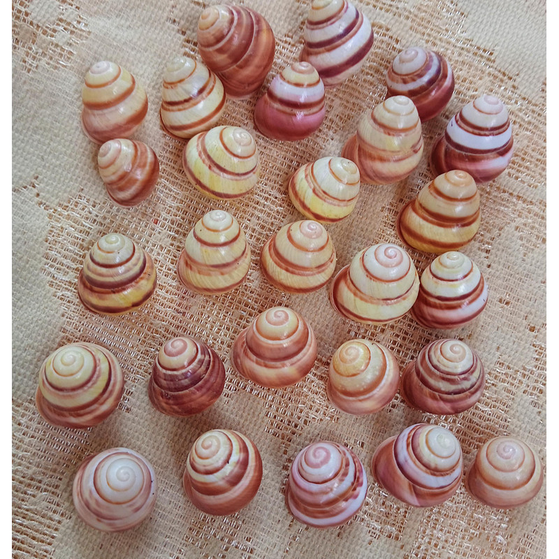 Craft Suppliesland Snail Shellssize 2224 Mm27 PCs Shells 5