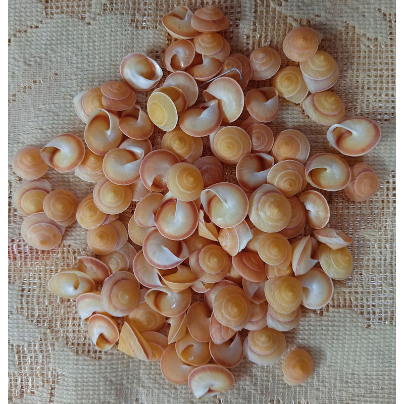 Craft Supplies100 PCs Land Snail Yellow Shellsize 13 Mmvery Good For Crafting 0
