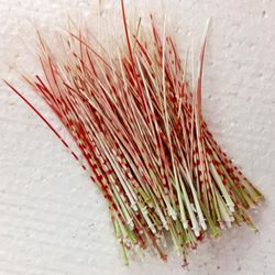 craft supplies..sea urchin spine..100 pcs..length 80-100 mm..good for crafting