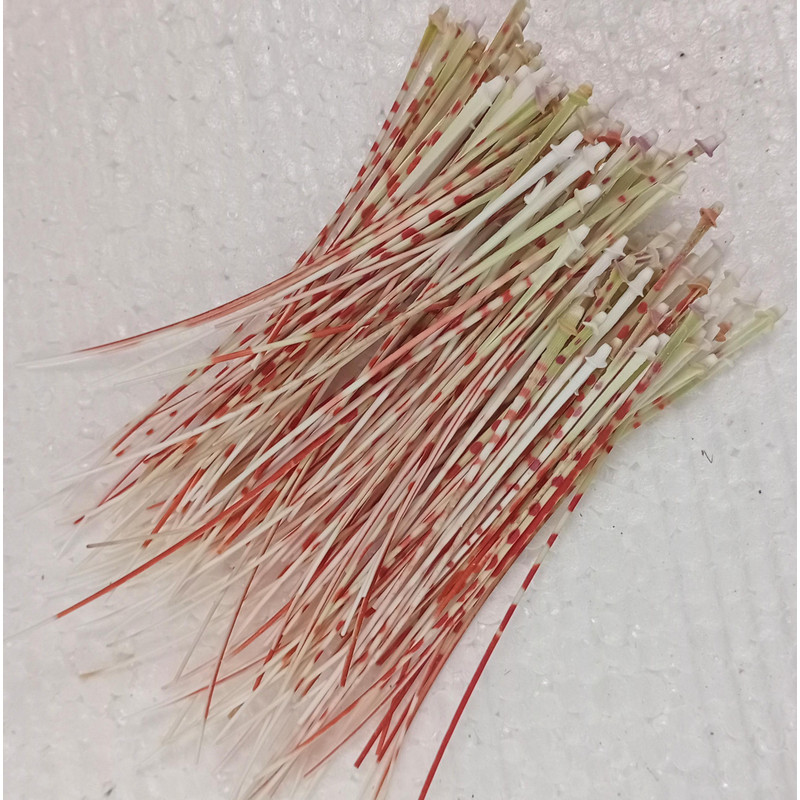 Craft Suppliessea Urchin Spine100 PCslength 80100 Mmgood For Crafting 1