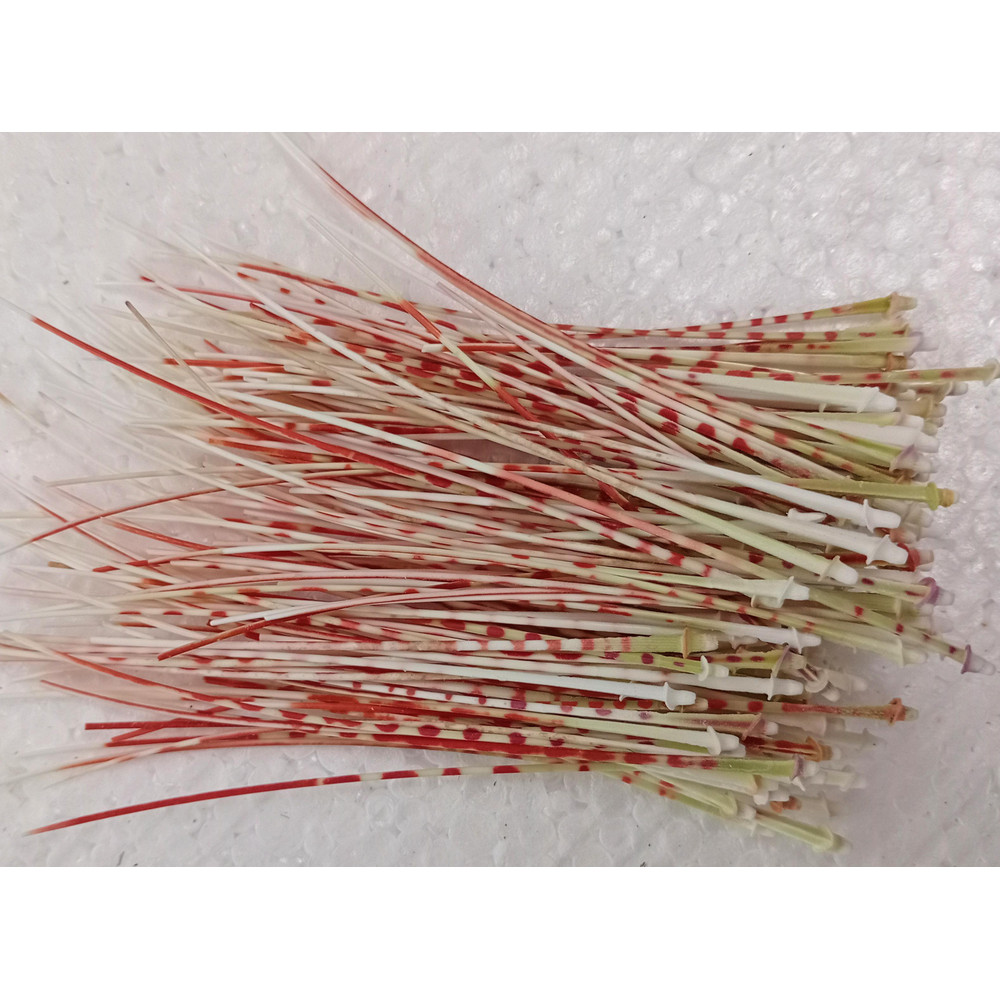 Craft Suppliessea Urchin Spine100 PCslength 80100 Mmgood For Crafting 2