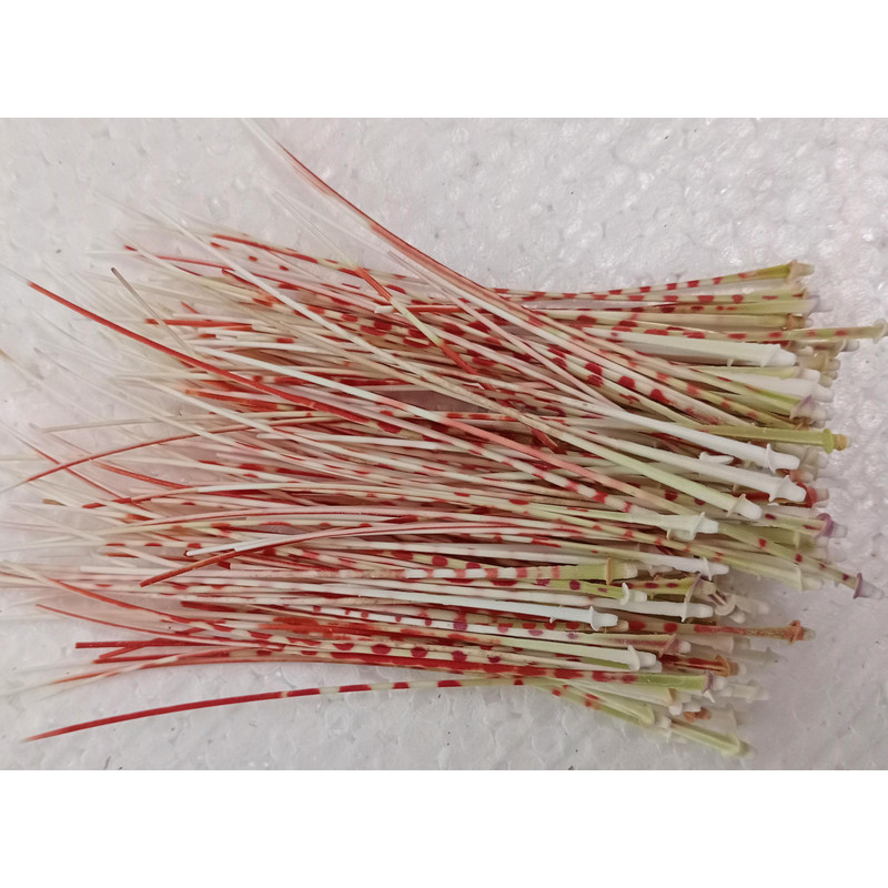 Craft Suppliessea Urchin Spine100 PCslength 80100 Mmgood For Crafting 2