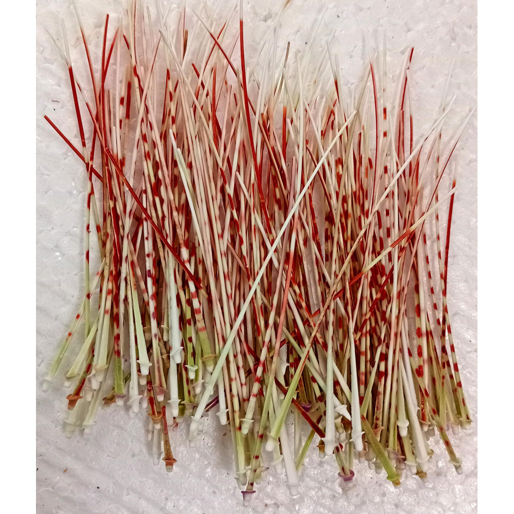 Craft Suppliessea Urchin Spine100 PCslength 80100 Mmgood For Crafting 3