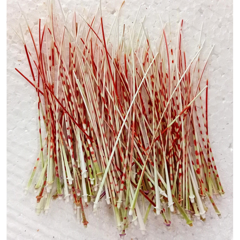 Craft Suppliessea Urchin Spine100 PCslength 80100 Mmgood For Crafting 4