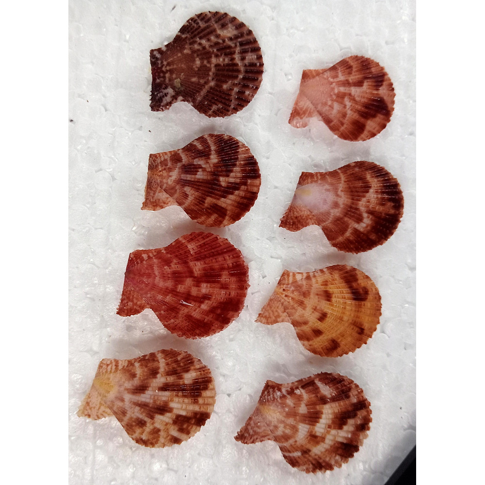 Craft Suppliespecten Senatorial Shellsize 2527 Mm8 PCs Shells 0
