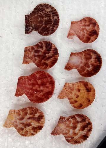 Craft supplies..pecten senatorial shell..size 25-27 mm..8 PCs shells.