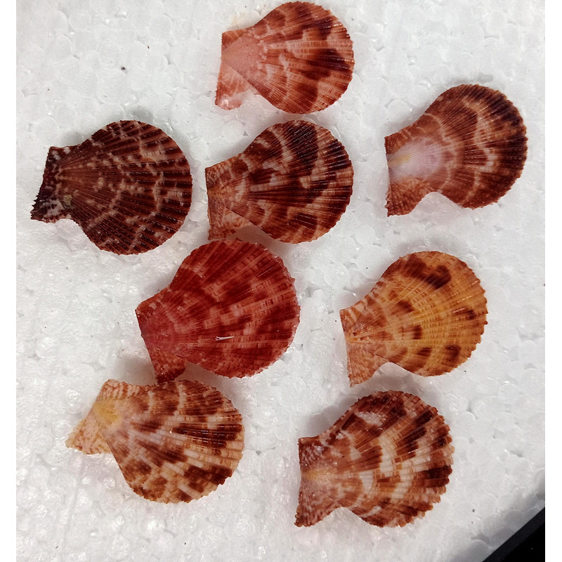 Craft Suppliespecten Senatorial Shellsize 2527 Mm8 PCs Shells 1