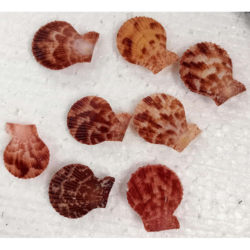 Craft Suppliespecten Senatorial Shellsize 2527 Mm8 PCs Shells 2