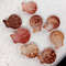 Craft Suppliespecten Senatorial Shellsize 2527 Mm8 PCs Shells 3
