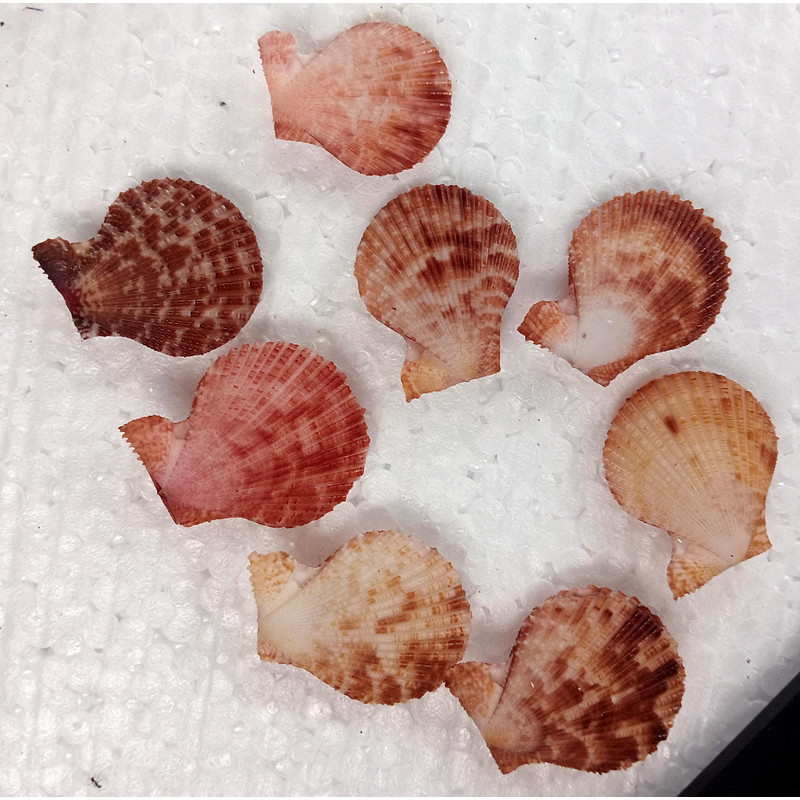 Craft Suppliespecten Senatorial Shellsize 2527 Mm8 PCs Shells 3