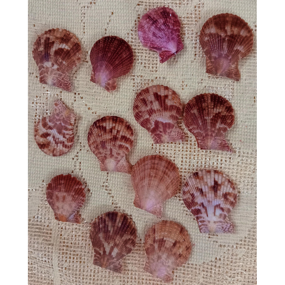 Craft Supplies Collectibles Shell Suppliessize 2325 Mm13 Pcs Shells 1