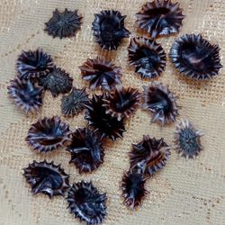 collectibles..craft shell supplies..20 pcs star limpet..good for crafting