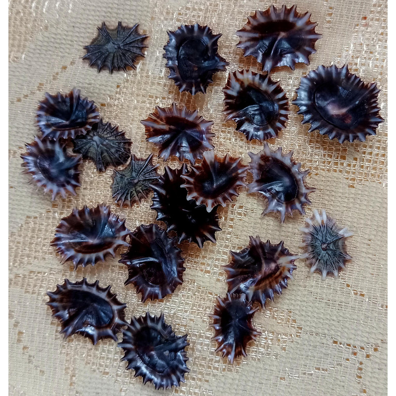 Collectiblescraft Shell Supplies20 PCs Star Limpetgood For Crafting 0