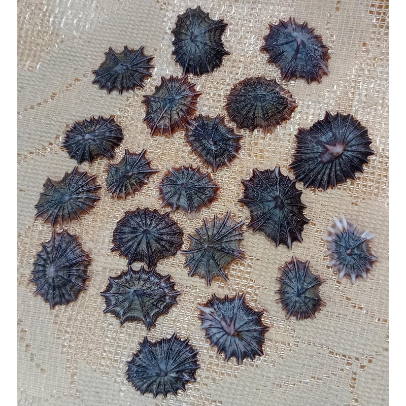 Collectiblescraft Shell Supplies20 PCs Star Limpetgood For Crafting 1