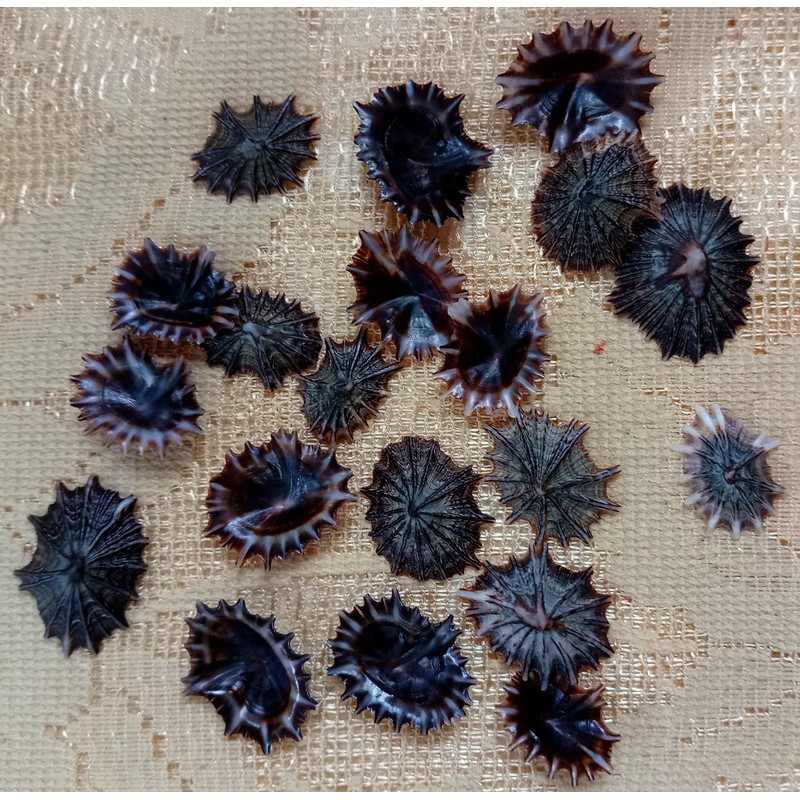 Collectiblescraft Shell Supplies20 PCs Star Limpetgood For Crafting 2