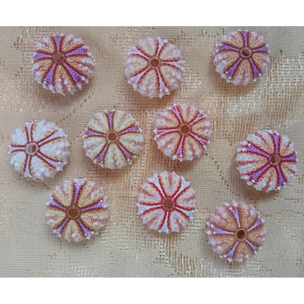 Craft Suppliessea Urchin Housesize 3031 Mm10 PCs Sea Urchin 0