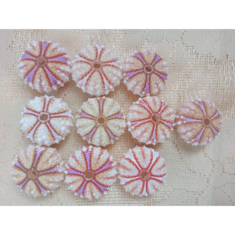 Craft Suppliessea Urchin Housesize 3031 Mm10 PCs Sea Urchin 1