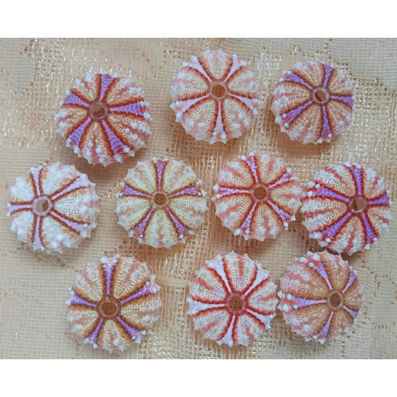 Craft Suppliessea Urchin Housesize 3031 Mm10 PCs Sea Urchin 2