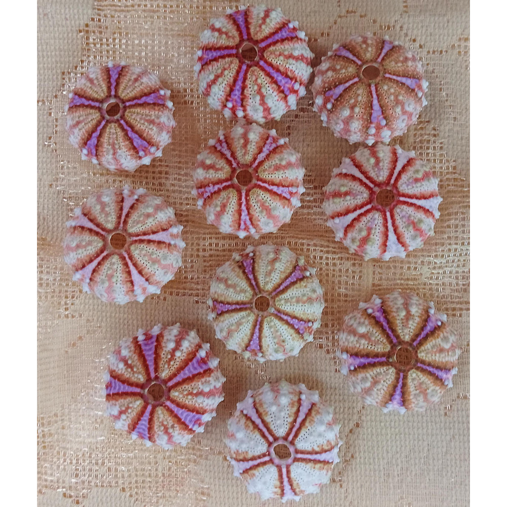 Craft Suppliessea Urchin Housesize 3031 Mm10 PCs Sea Urchin 3