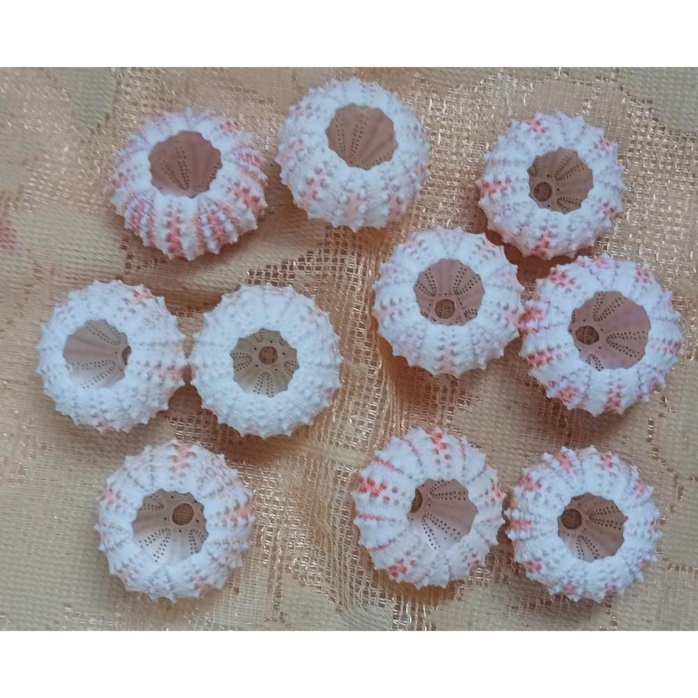 Craft Suppliessea Urchin Housesize 3031 Mm10 PCs Sea Urchin 4