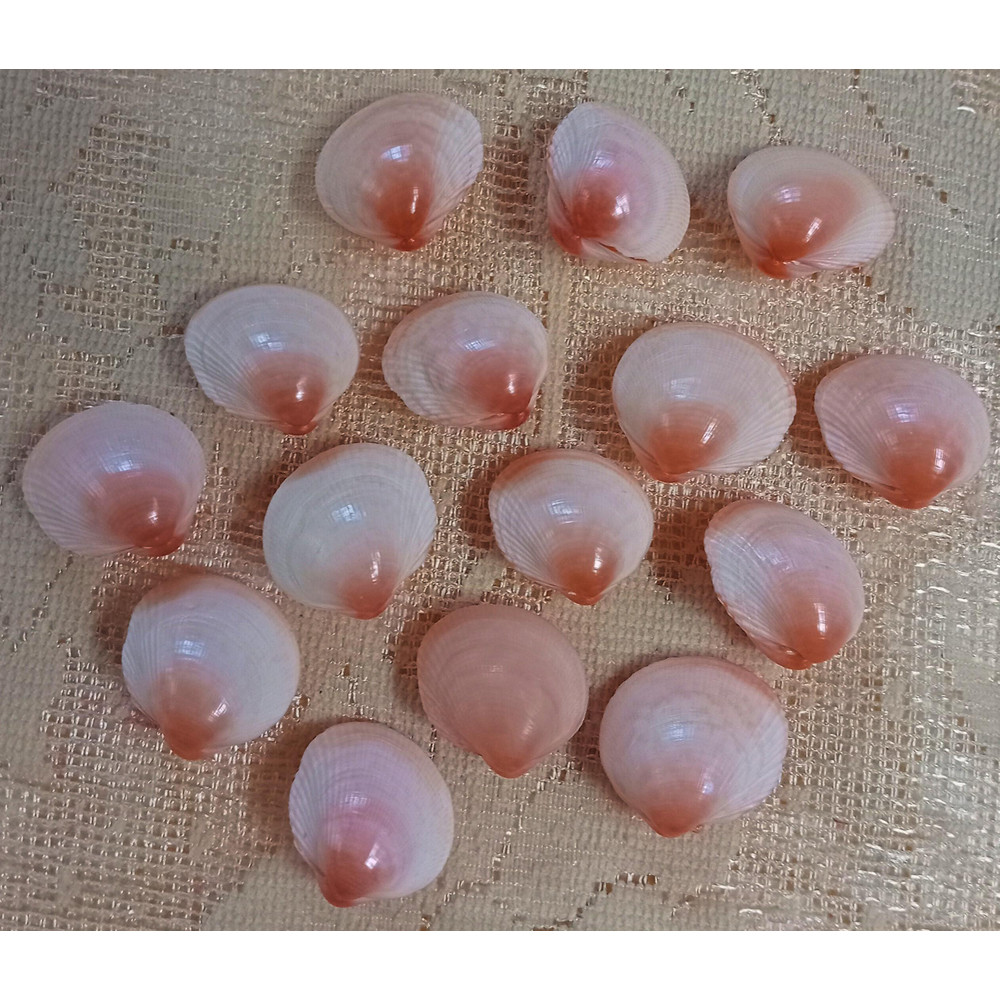 Craft Supplies15 PCs Pinkish Cockles Shellsgood For Crafting 0