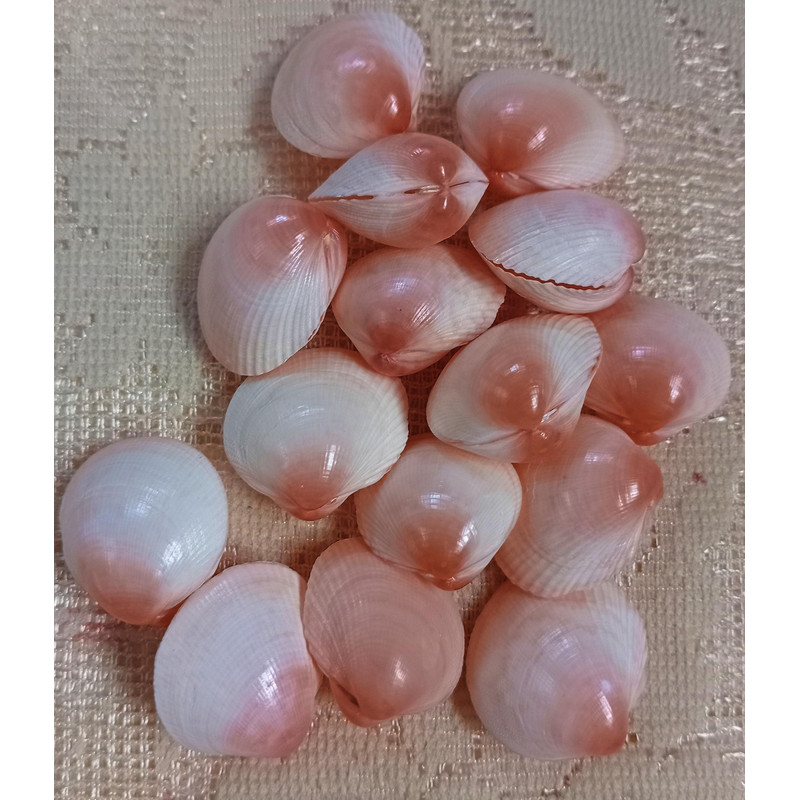 Craft Supplies15 PCs Pinkish Cockles Shellsgood For Crafting 1