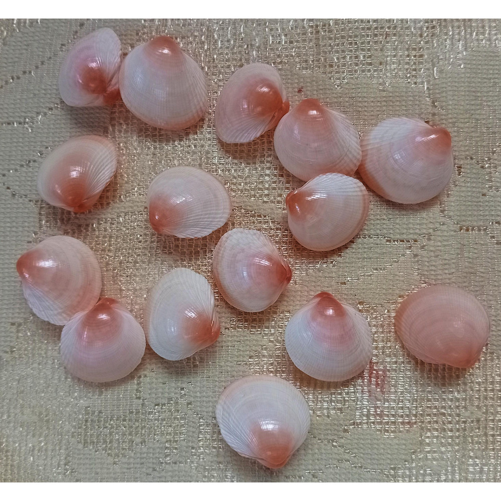 Craft Supplies15 PCs Pinkish Cockles Shellsgood For Crafting 2