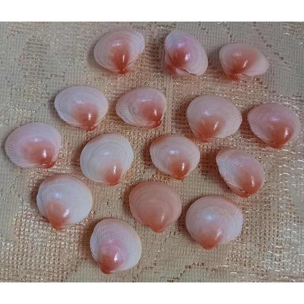 Craft Supplies15 PCs Pinkish Cockles Shellsgood For Crafting 3